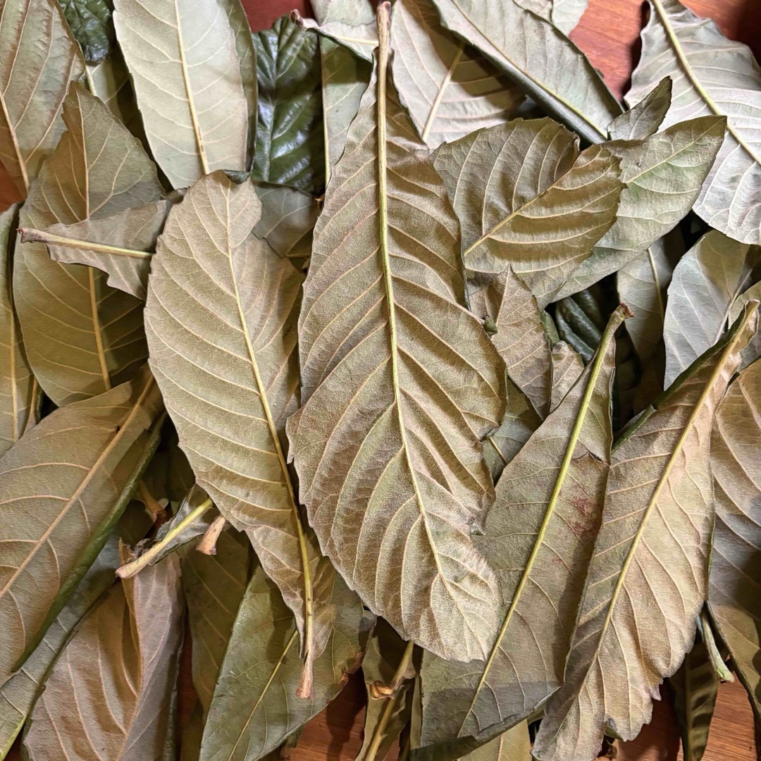 【無農薬びわの葉】古葉(乾燥) 800g/約185枚/20cm以上 食品/飲料/酒の食品(野菜)の商品写真