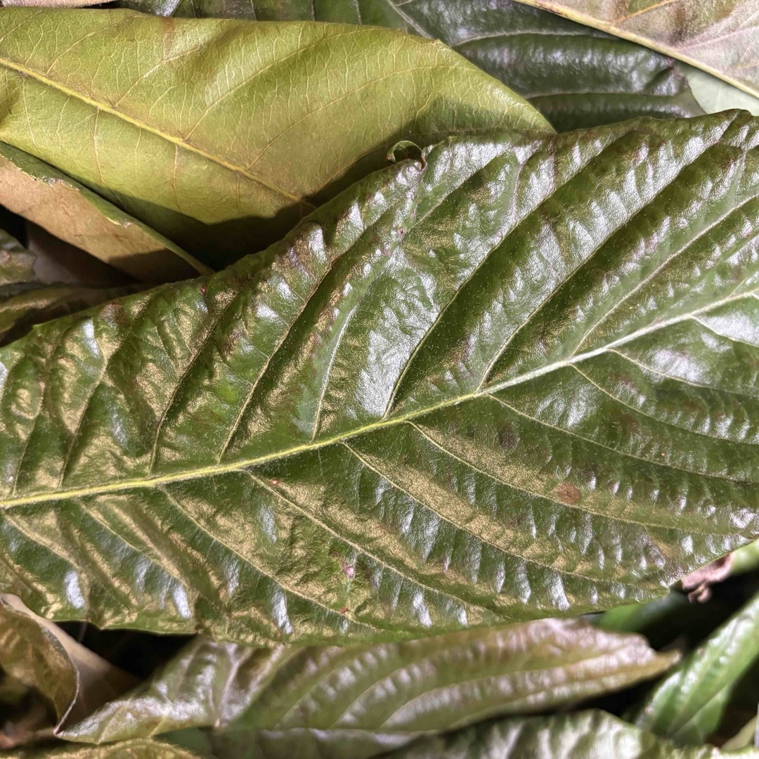 【無農薬びわの葉】古葉(乾燥) 800g/約185枚/20cm以上 食品/飲料/酒の食品(野菜)の商品写真