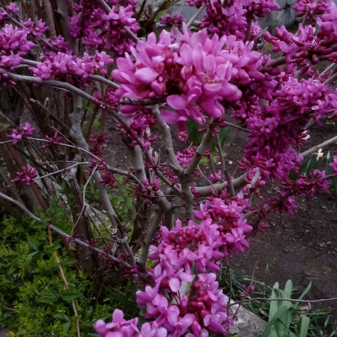 花蘇芳の種のさや 60本 無農薬 ハンドメイドのフラワー/ガーデン(その他)の商品写真
