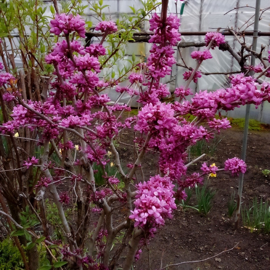 花蘇芳の種のさや 60本 無農薬 ハンドメイドのフラワー/ガーデン(その他)の商品写真