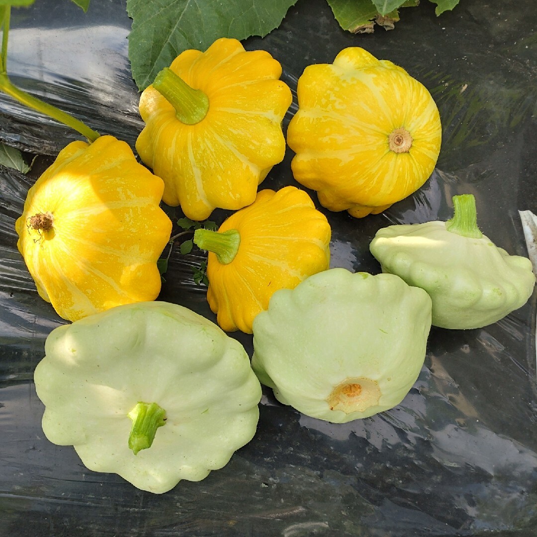 UFOズッキーニの種　黄色　10粒 　無農薬栽培 ハンドメイドのフラワー/ガーデン(その他)の商品写真