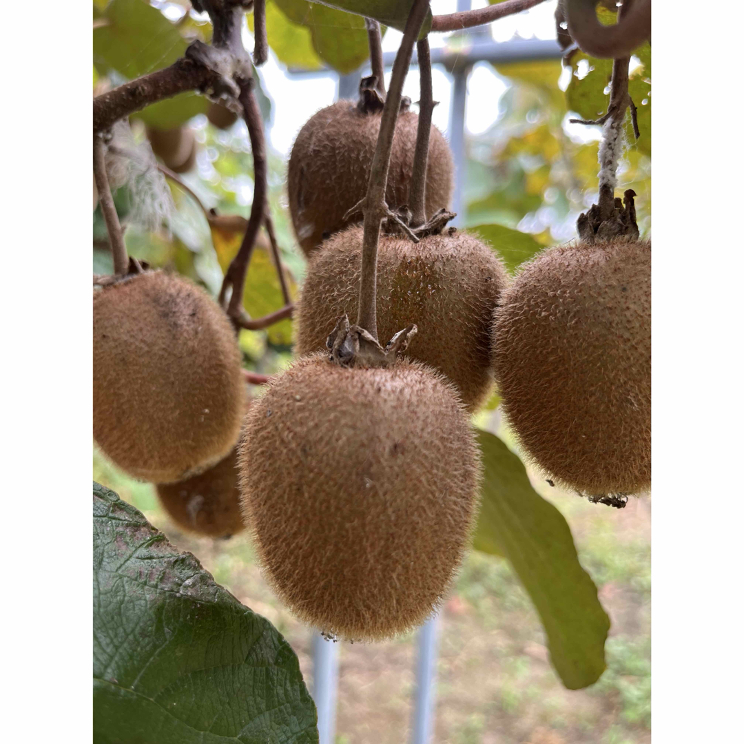 キウイフルーツ グリーン 15〜20個 サイズいろいろ 食品/飲料/酒の食品(フルーツ)の商品写真