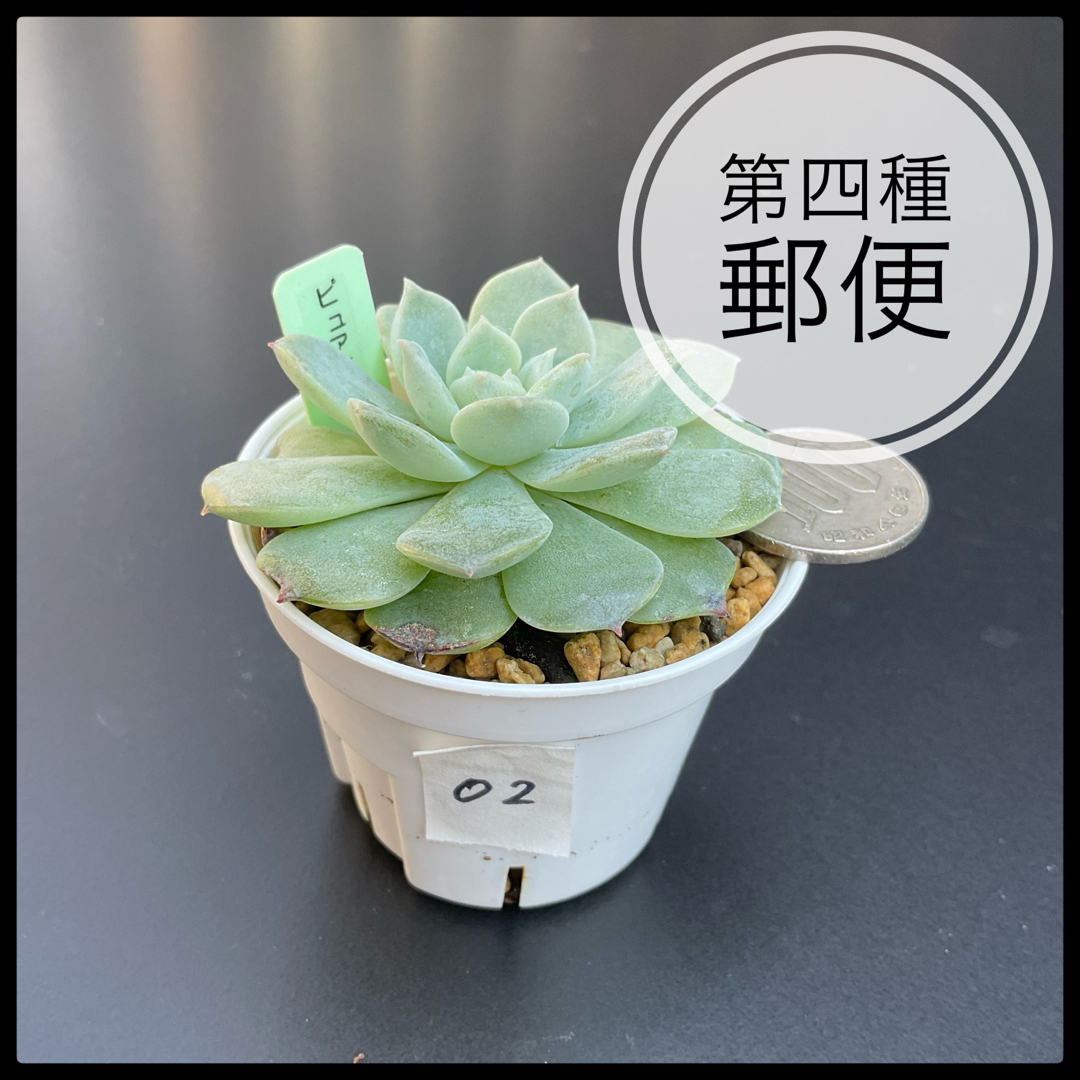 多肉植物 エケベリア ピュアラブ 抜き苗 02 ハンドメイドのフラワー/ガーデン(その他)の商品写真