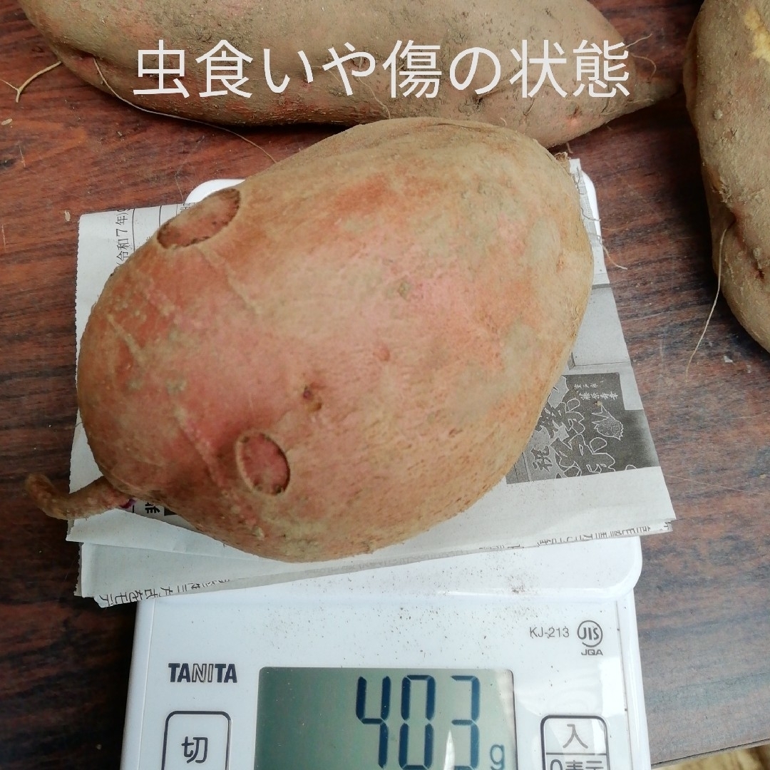 大きなさつまいも 安納芋 7kg超(箱や梱包材を含まず) 自家用栽培 無農薬肥料 食品/飲料/酒の食品(野菜)の商品写真