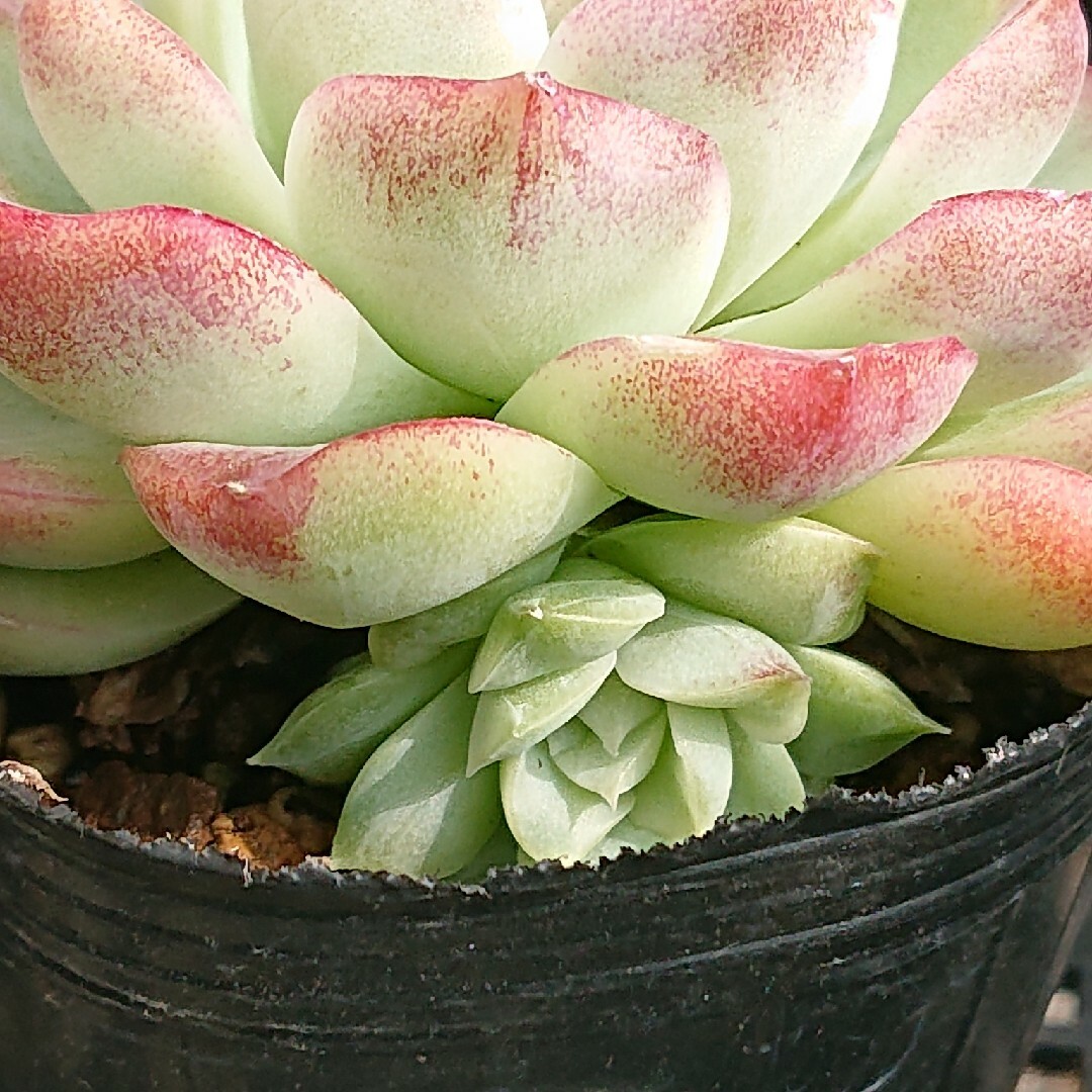 ☆多肉植物☆ピンククリスタルローズ・エケベリア☆ ハンドメイドのフラワー/ガーデン(その他)の商品写真