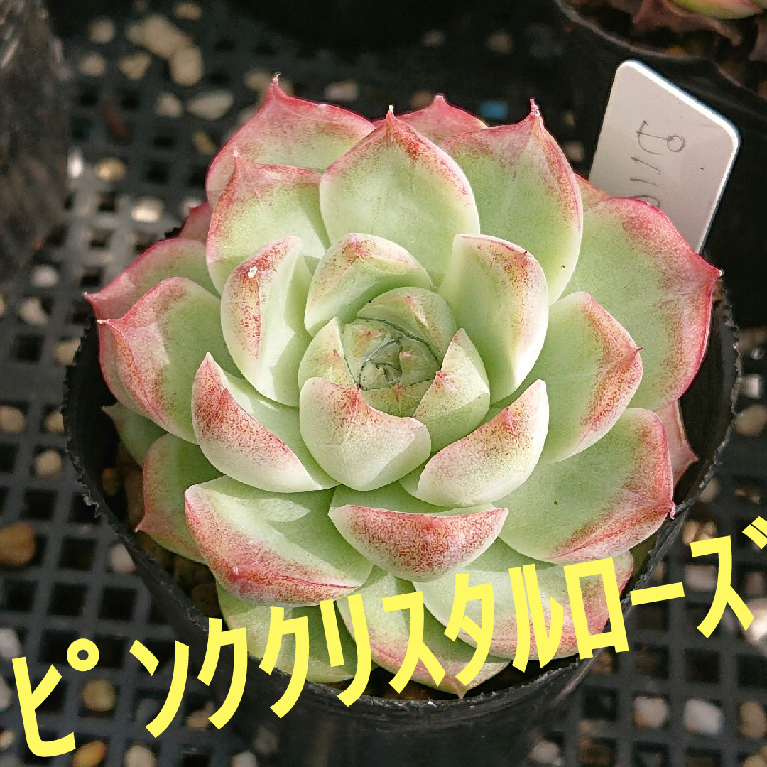 ☆多肉植物☆ピンククリスタルローズ・エケベリア☆ ハンドメイドのフラワー/ガーデン(その他)の商品写真