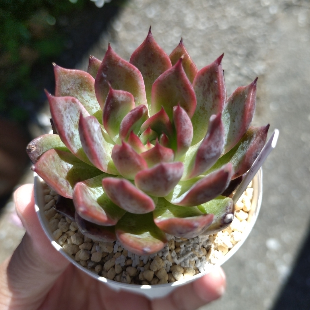 多肉植物 ノマド抜き苗 ハンドメイドのフラワー/ガーデン(その他)の商品写真