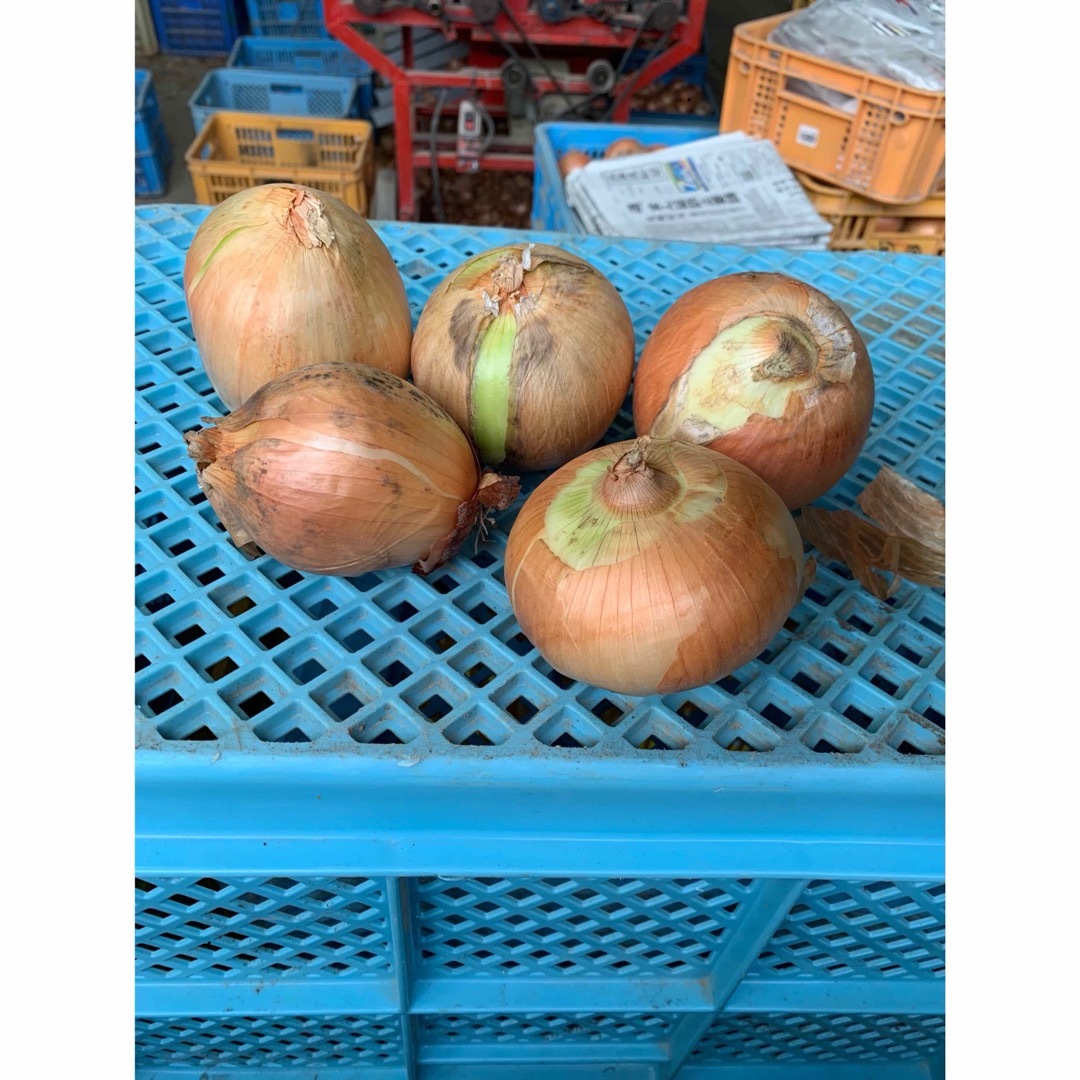 北海道産 中晩生玉ねぎ 訳あり品 10kg 食品/飲料/酒の食品(野菜)の商品写真