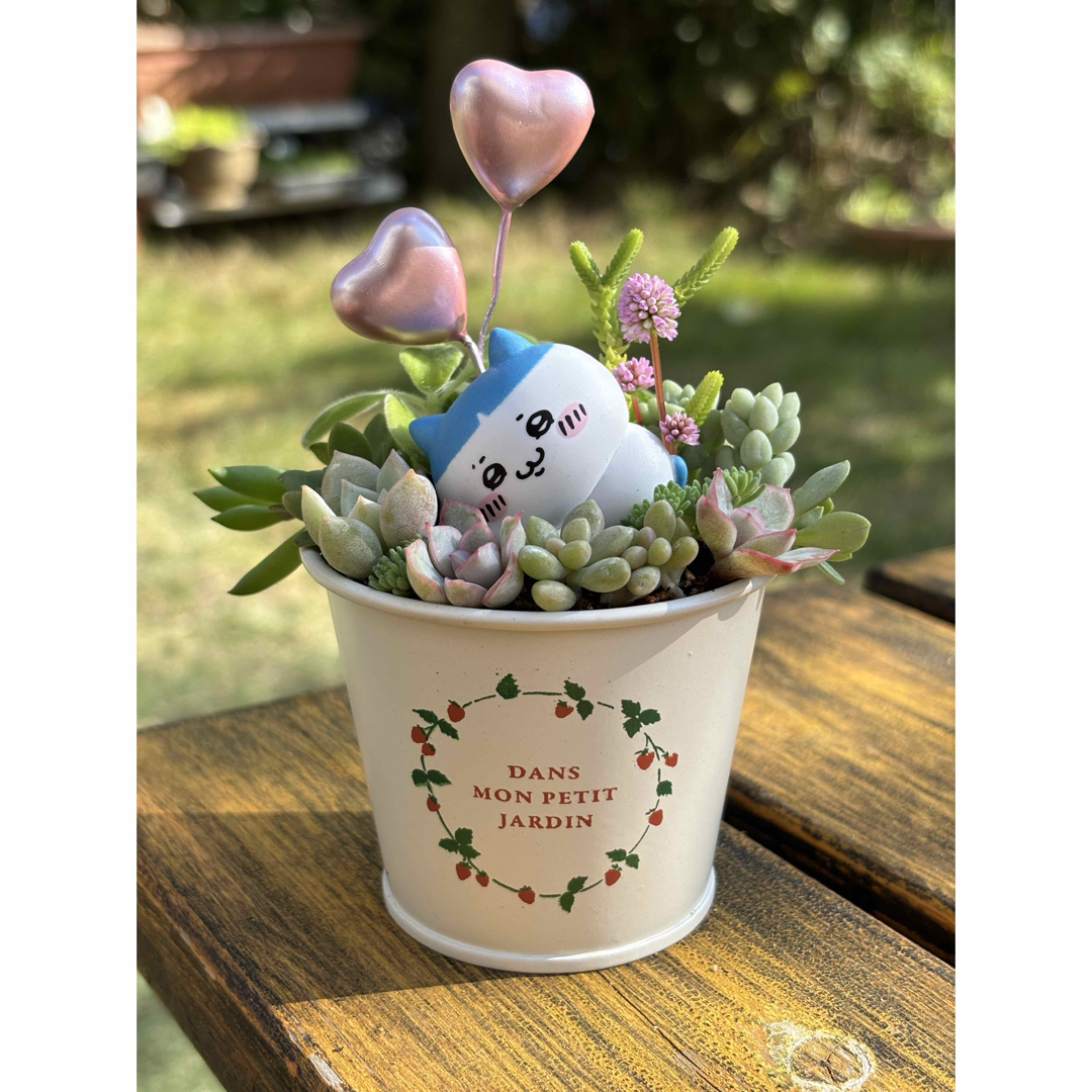 *多肉植物*寄せ植え*ちいかわ*そのまま飾れる☆ ハンドメイドのフラワー/ガーデン(その他)の商品写真