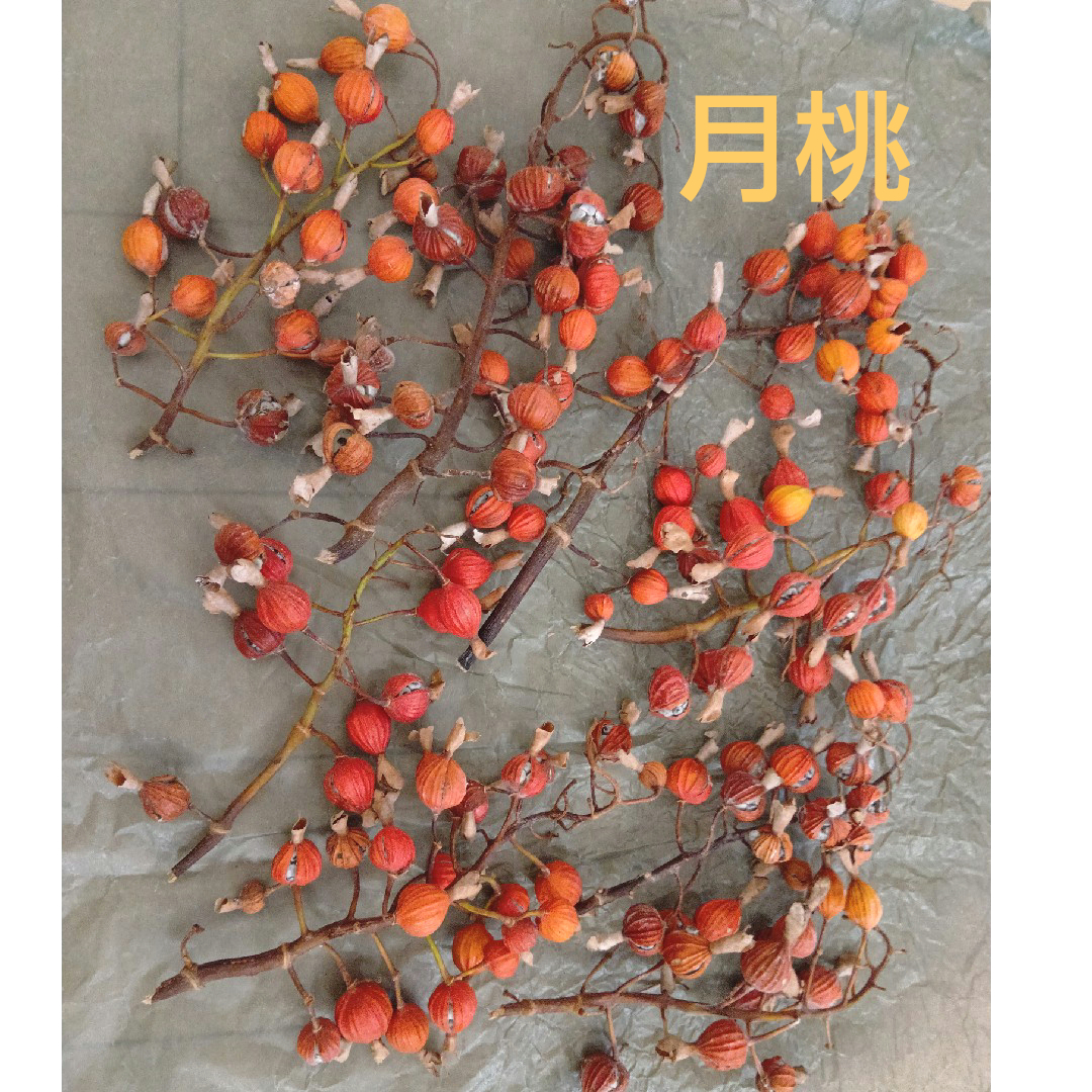☆ 月桃の実 ドライフラワー リース 花材  ハンドメイドのフラワー/ガーデン(リース)の商品写真