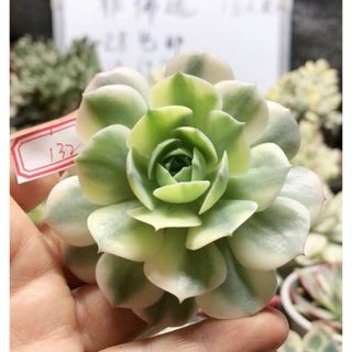 多肉植物　Echeveria 'Claudia' Rose錦