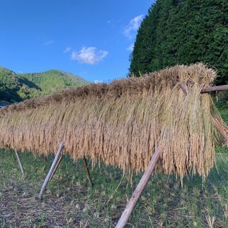 無農薬・天日干し稲藁（いねわら）24束 140サイズ　家庭菜園の敷き藁・マルチに