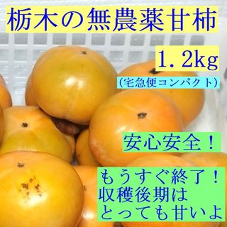 もうすぐ終了！R7_栃木の田舎の甘柿（あまがき）㊲　無農薬栽培1.2kg以上(フルーツ)