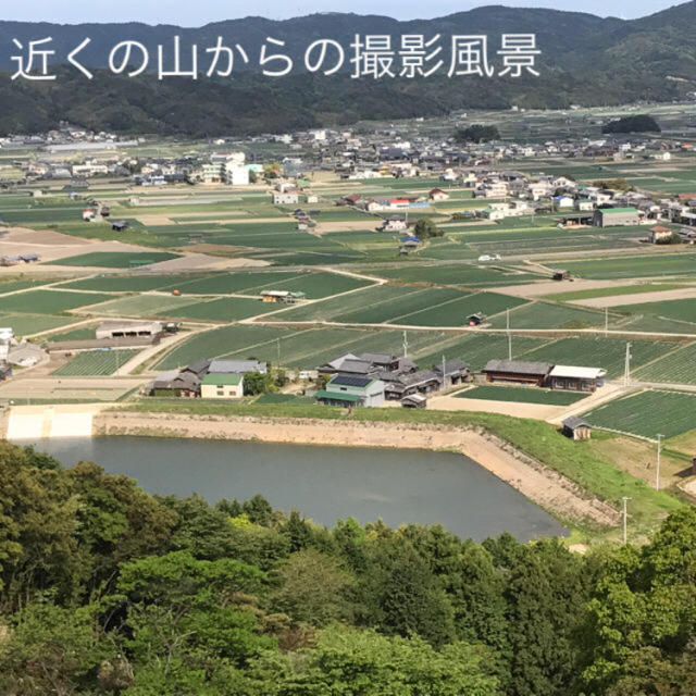 【淡路島】農家の新玉ねぎ七宝5kg(訳ありB級品) 淡路島産 玉葱 たまねぎ 食品/飲料/酒の食品(野菜)の商品写真