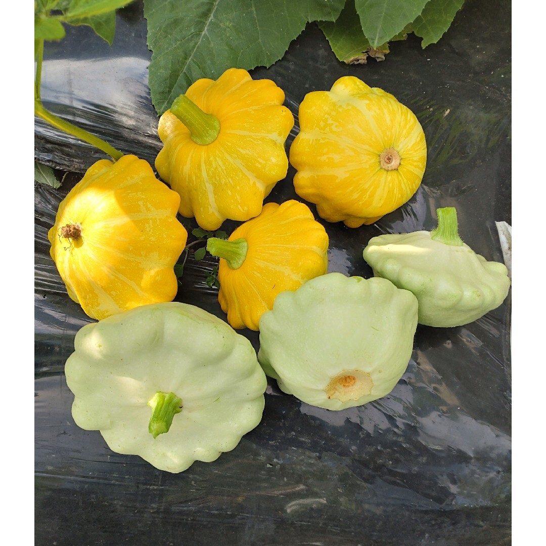UFOズッキーニの種　黄色　10粒 　無農薬栽培 ハンドメイドのフラワー/ガーデン(その他)の商品写真