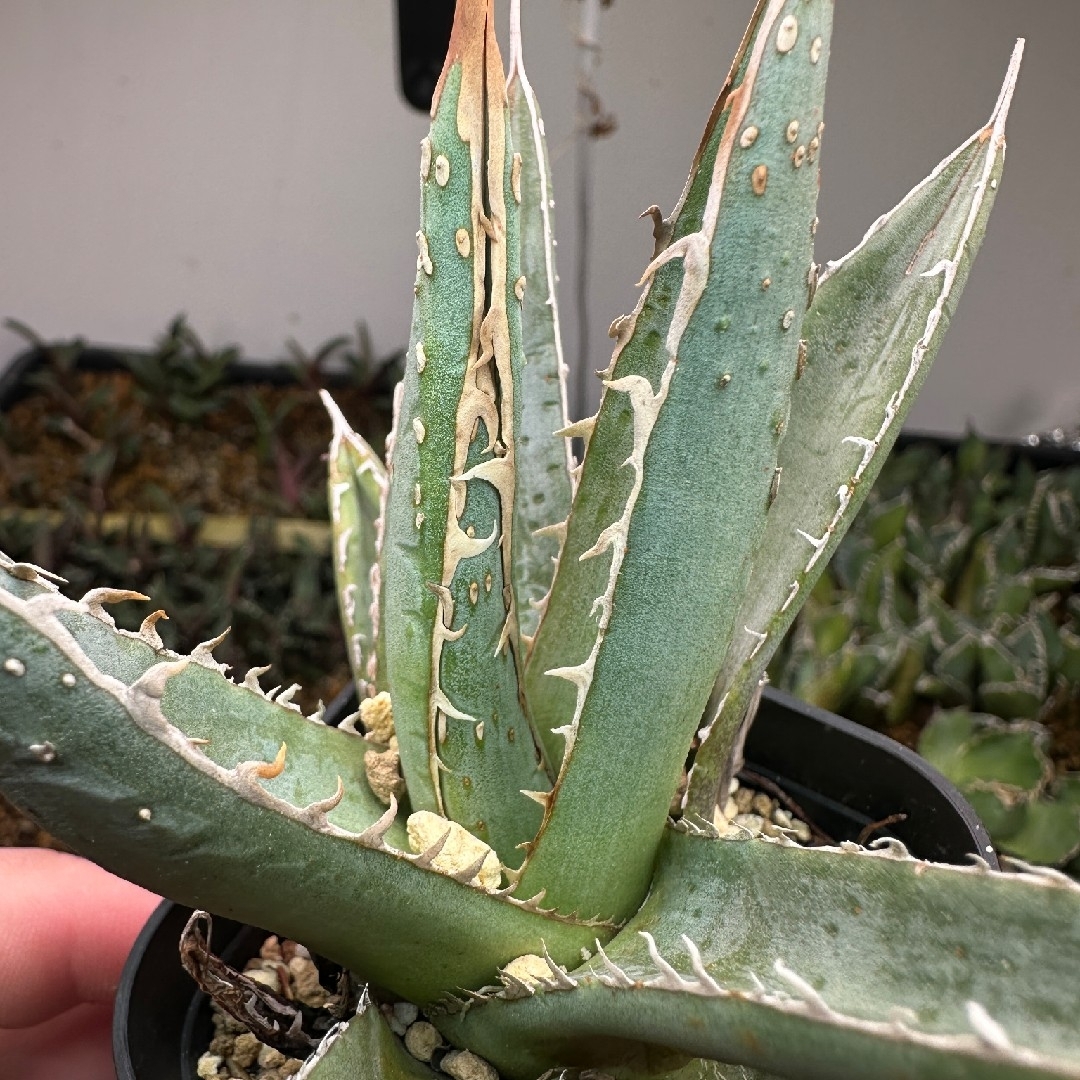 アガベ パープソラム 短葉　帝釈天  ぶつぶつ ハンドメイドのフラワー/ガーデン(その他)の商品写真