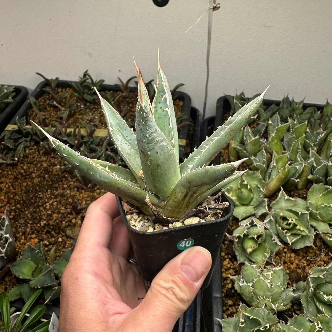 アガベ パープソラム 短葉　帝釈天  ぶつぶつ ハンドメイドのフラワー/ガーデン(その他)の商品写真