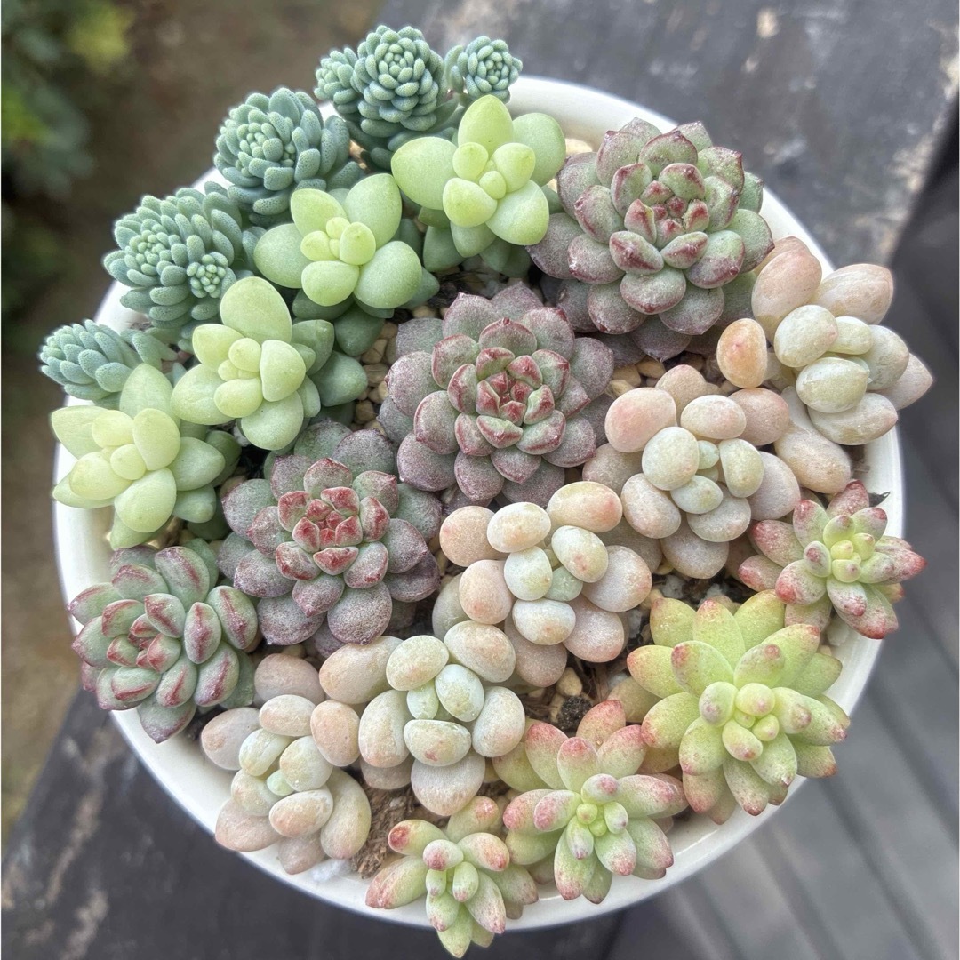 多肉植物　カット苗盛り合わせ💚 ハンドメイドのフラワー/ガーデン(その他)の商品写真