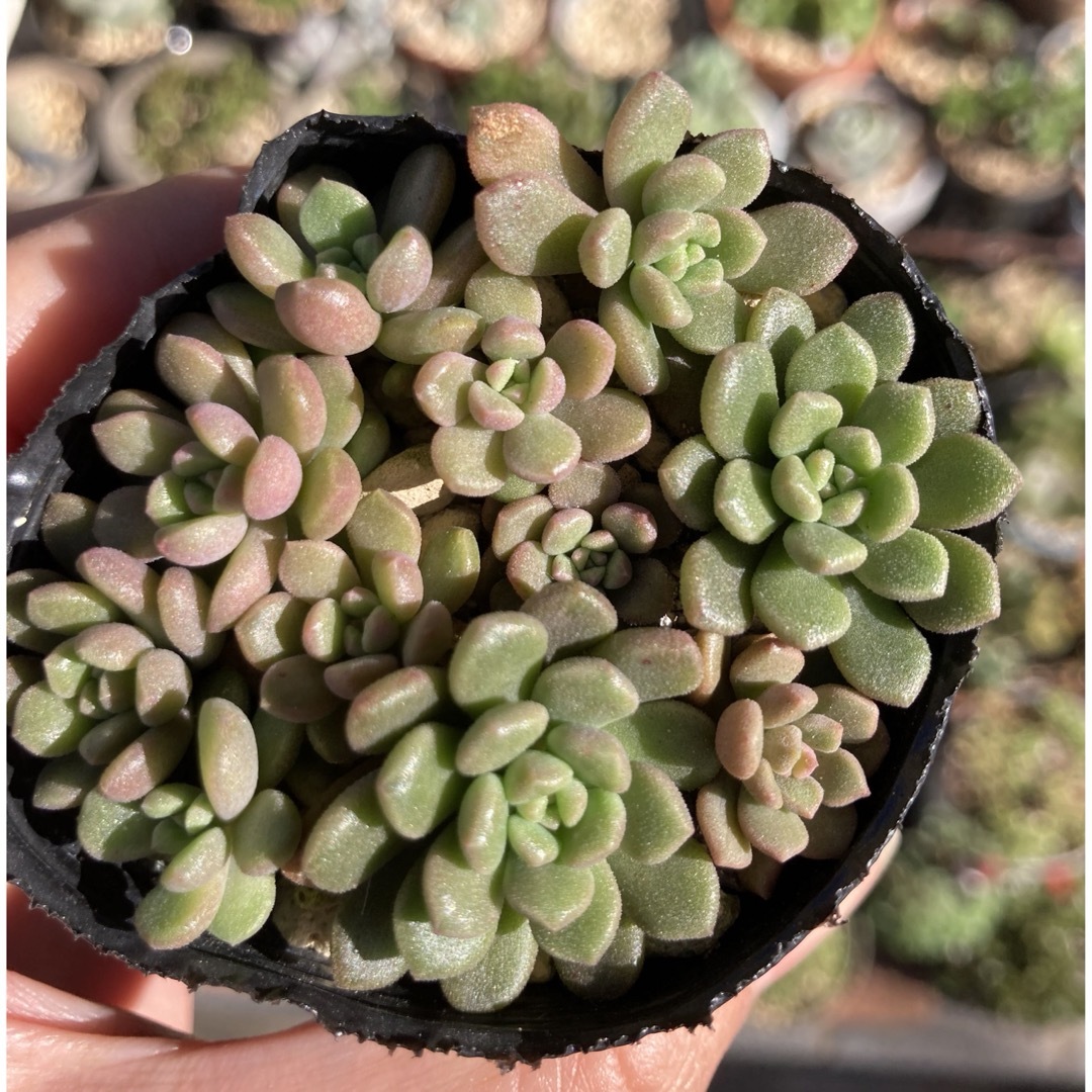 だるま姫秋麗xスプリングワンダー　カット苗育成中　多肉植物 ハンドメイドのフラワー/ガーデン(その他)の商品写真