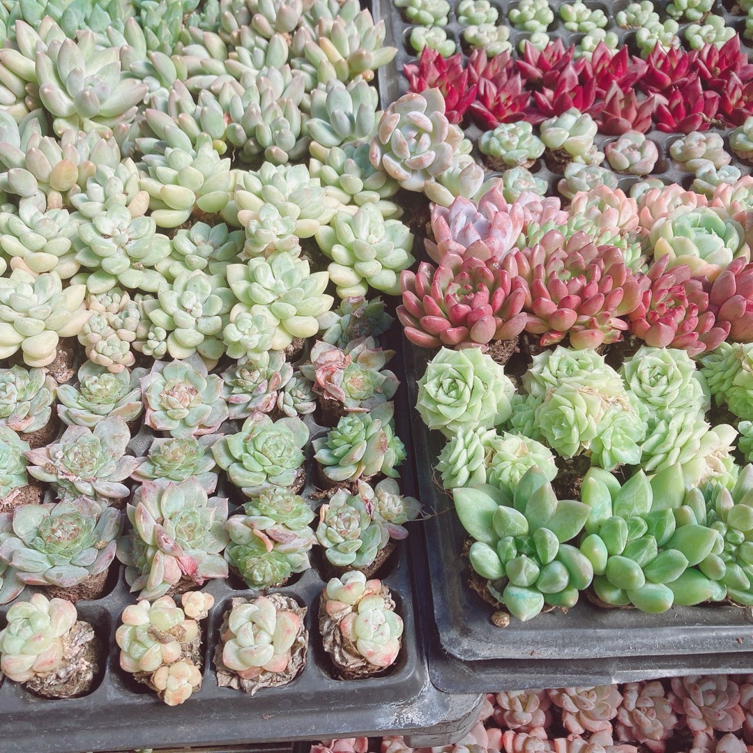 数量限定販売　多肉植物　15苗詰め合わせ！ ハンドメイドのフラワー/ガーデン(その他)の商品写真