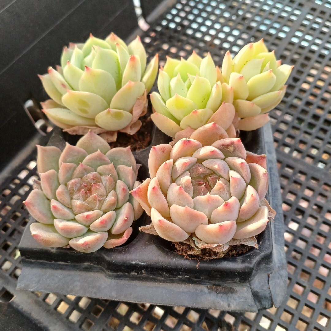 12/9☆プラグ苗２種セット　多肉植物　韓国苗 ハンドメイドのフラワー/ガーデン(その他)の商品写真