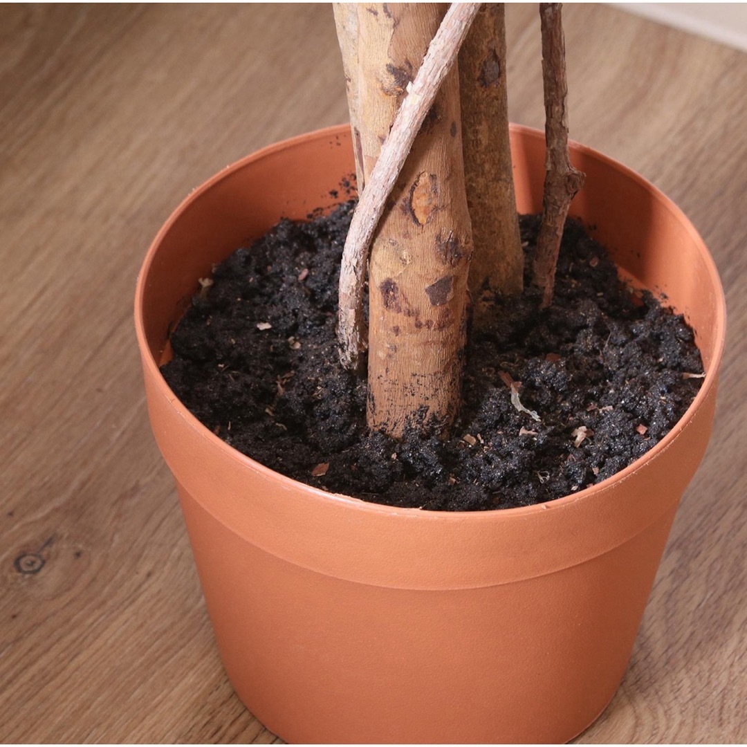 観葉植物 フィカス 690 B ハンドメイドのフラワー/ガーデン(その他)の商品写真