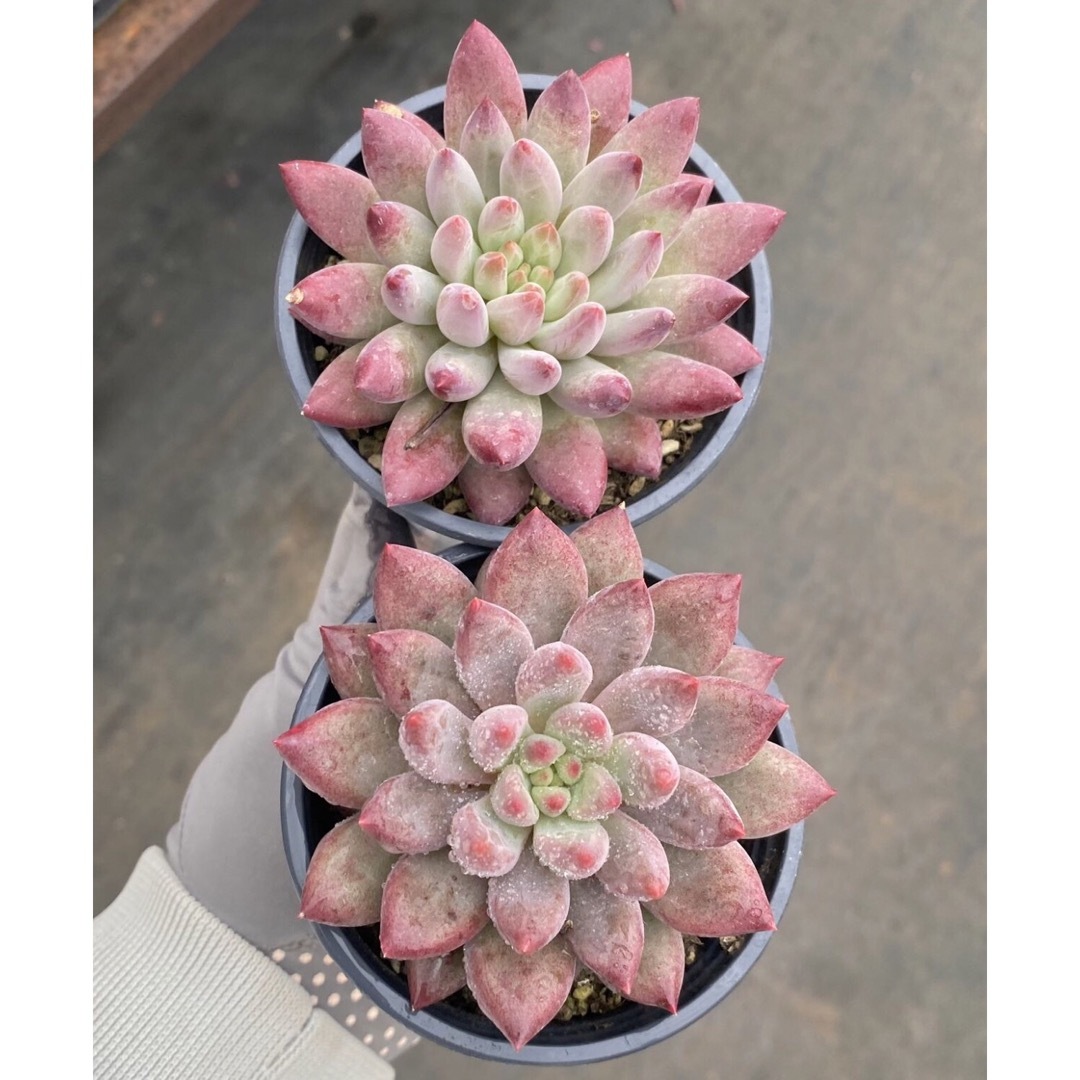 銀魚姫　大苗　エケベリア　多肉植物 ハンドメイドのフラワー/ガーデン(その他)の商品写真