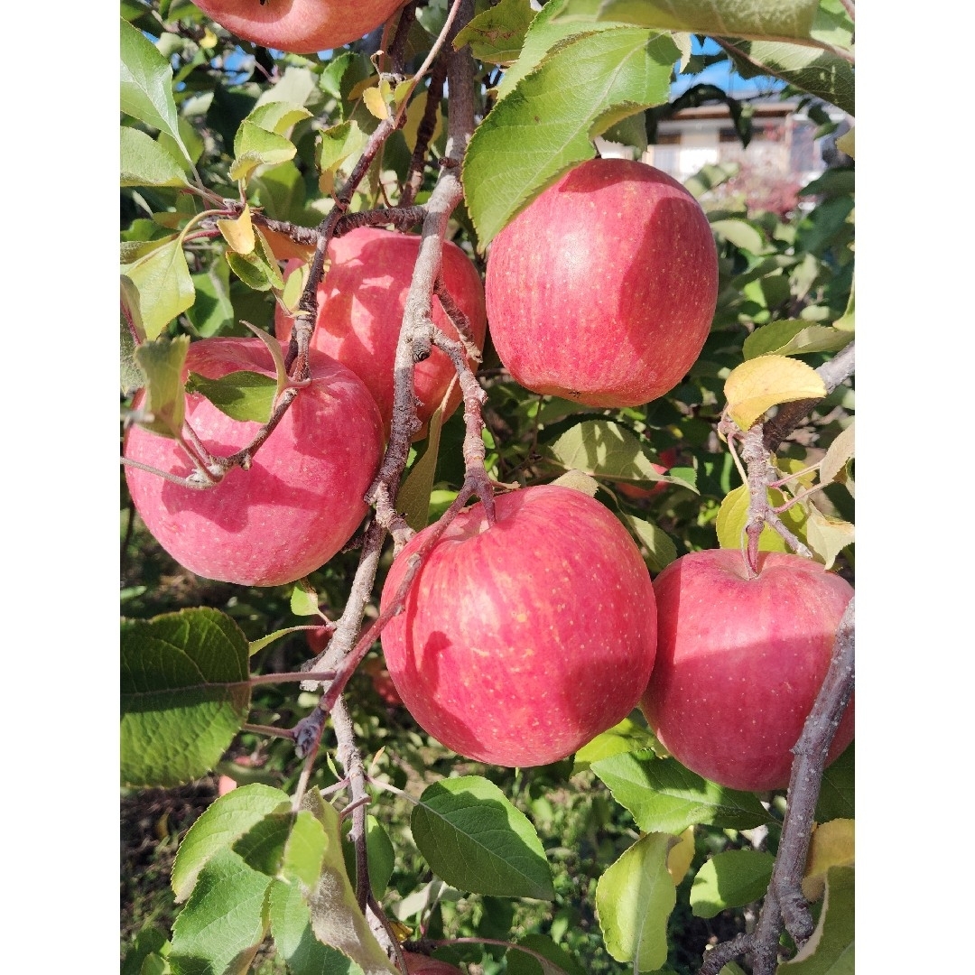 信州産リンゴ　サンフジ　５ｋｇ　贈答用　完熟 食品/飲料/酒の食品(フルーツ)の商品写真