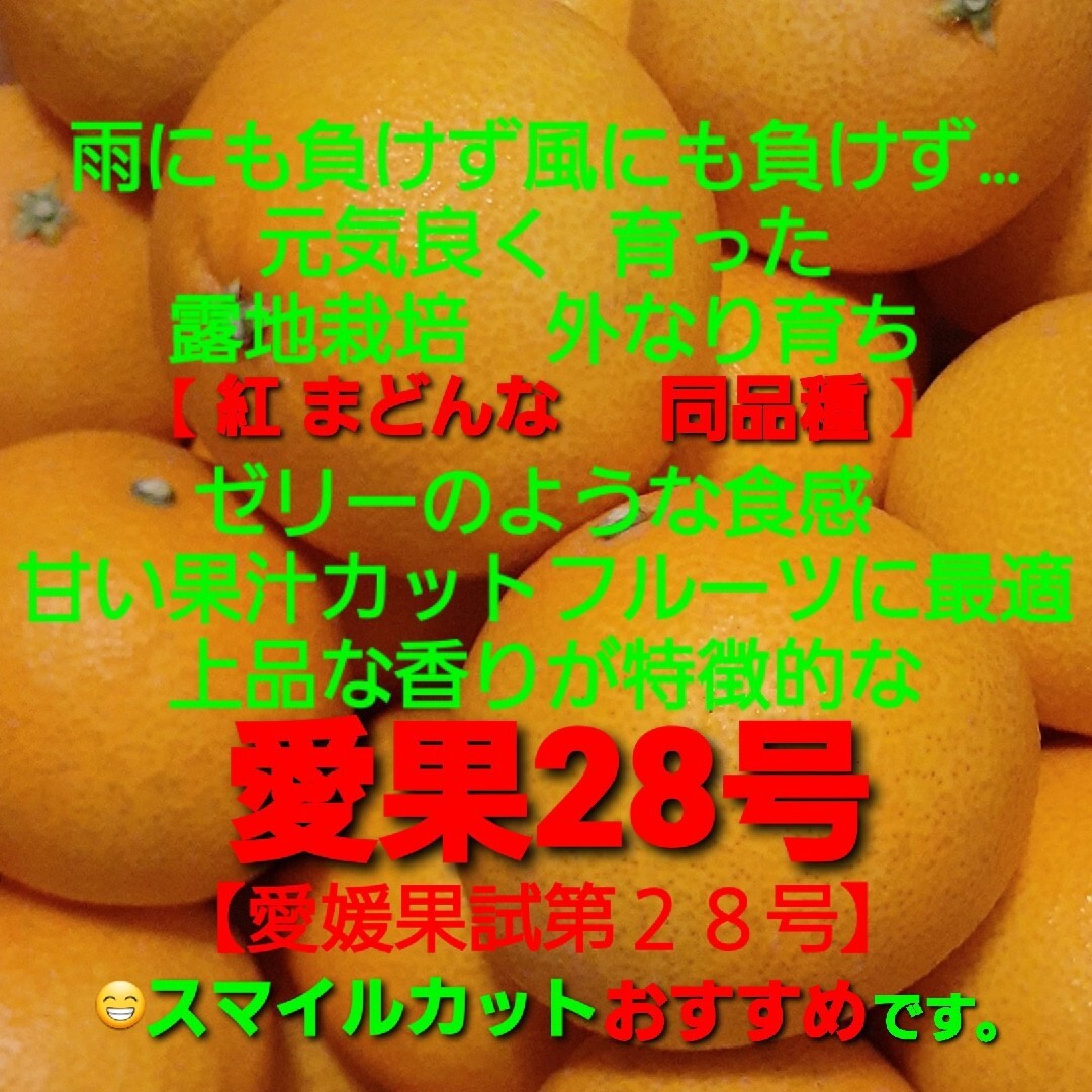 愛媛みかん(エヒメミカン)の◆ 旬の柑橘 2種 ◇ 訳あり品 ◆ 食品/飲料/酒の食品(フルーツ)の商品写真