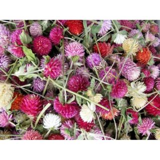 北海道ドライフラワー 千日紅100個ミックス・ハーバリウム 花材