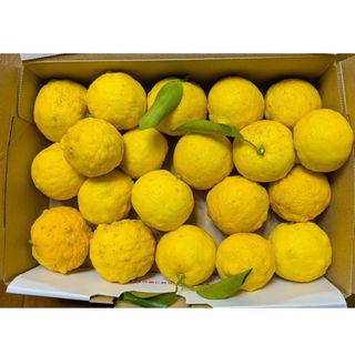 静岡県産　農薬不使用　自然栽培　柚子箱いっぱい1.15kg　画像の品