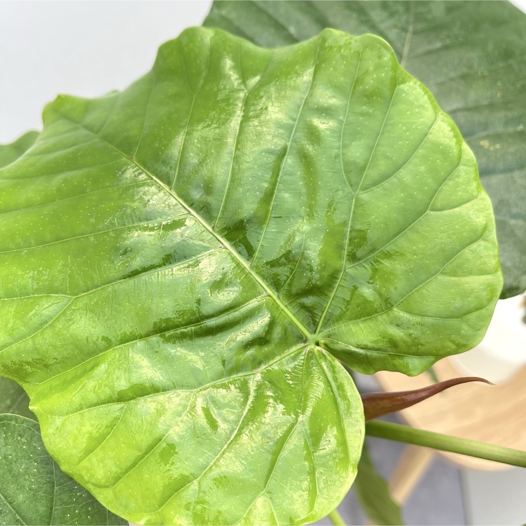 フィカス　ウンベラータ　2【現品】観葉植物　室内　6号 インテリア/住まい/日用品のインテリア/住まい/日用品 その他(その他)の商品写真