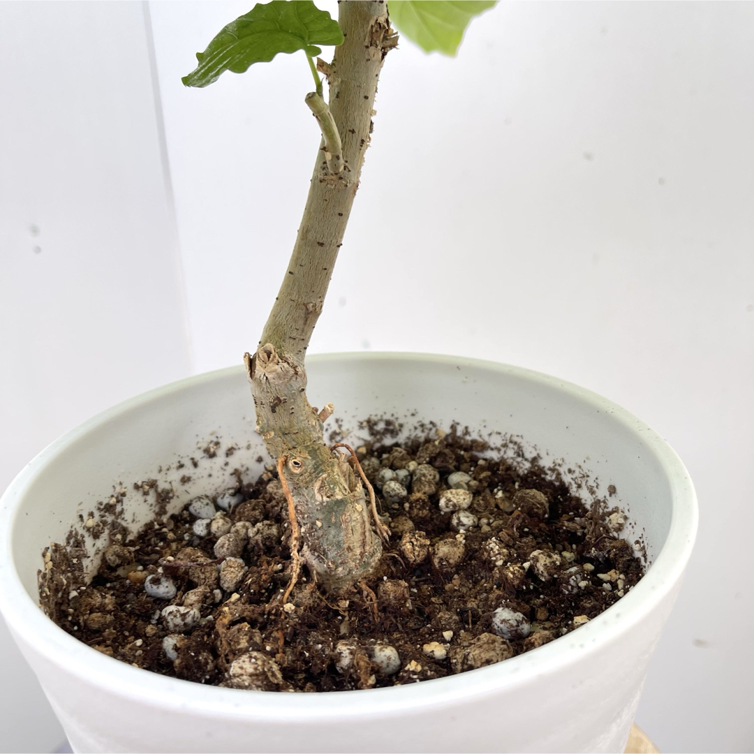 フィカス　ウンベラータ　2【現品】観葉植物　室内　6号 インテリア/住まい/日用品のインテリア/住まい/日用品 その他(その他)の商品写真