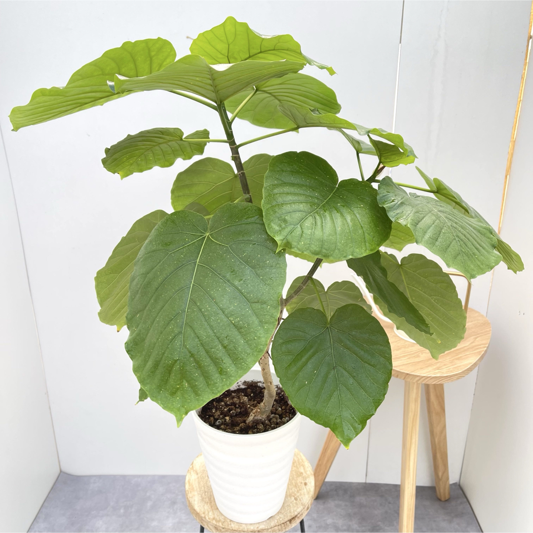 フィカス　ウンベラータ　2【現品】観葉植物　室内　6号 インテリア/住まい/日用品のインテリア/住まい/日用品 その他(その他)の商品写真