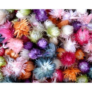 シルバーデイジー20個・プリザーブドフラワー 北海道ドライフラワー