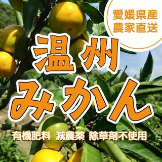 愛媛みかん - 特別栽培の温州みかん　5kg箱【愛媛県の農家直送】