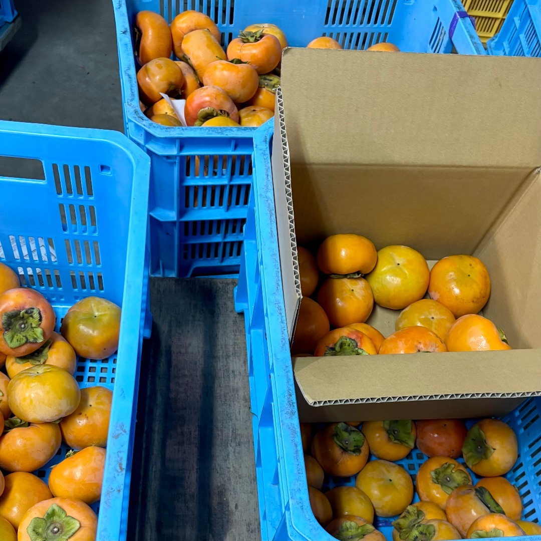 富有柿　（訳あり品）　6kg サイズ混合　28〜34個 食品/飲料/酒の食品(フルーツ)の商品写真