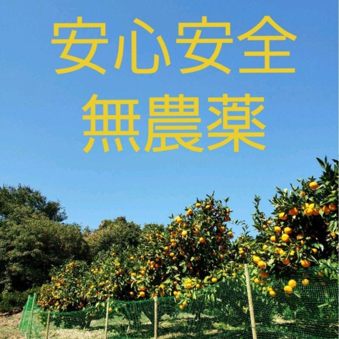 愛媛みかん　約5キロ【ランダム】 食品/飲料/酒の食品(フルーツ)の商品写真