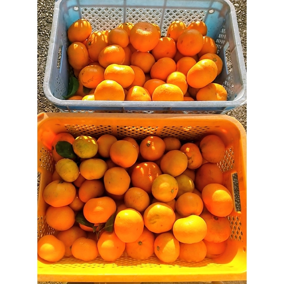 家庭用青島温州みかん10kg 食品/飲料/酒の食品(フルーツ)の商品写真