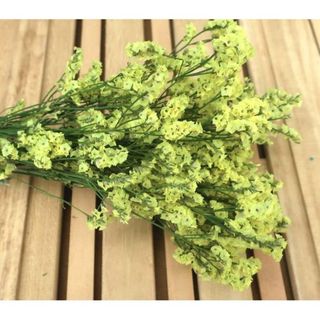 北海道ドライフラワー シネンシス系スカイイエロー大束