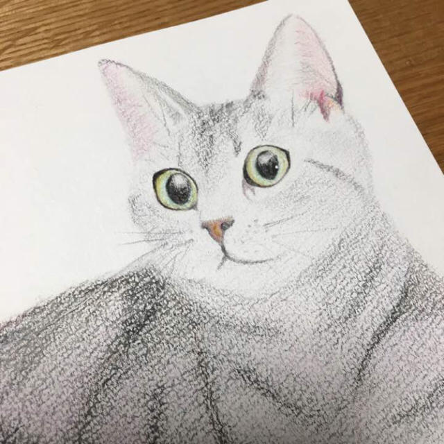 色えんぴつ画 猫 22 3 16 絵画 アート 絵 ネコ ねこ Cat イラストの通販 By Hot Island ラクマ