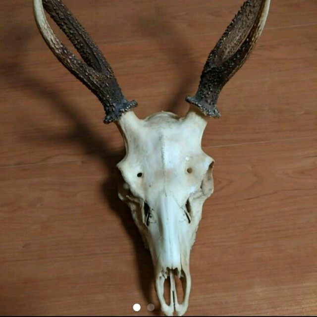 鹿の頭蓋骨 !!美品!!オブジェの通販 by nats|ラクマ 鹿の頭蓋骨 !!美品!!オブジェの通販 by nats|ラクマ