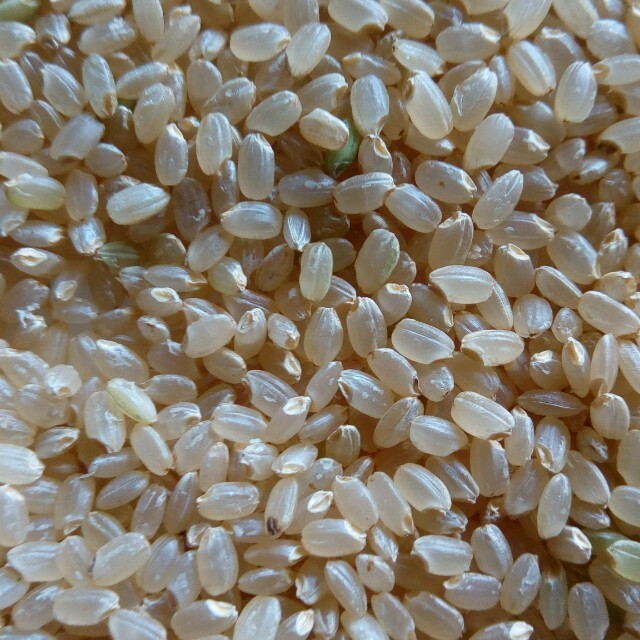 H28年産　特Aコシヒカリ　玄米10kg 食品/飲料/酒の食品(米/穀物)の商品写真