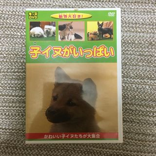 子イヌがいっぱい(犬)