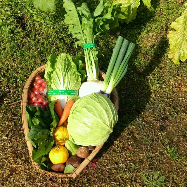 ☆わくわく80サイズ☆岡山産 新鮮野菜 食品/飲料/酒の食品(野菜)の商品写真