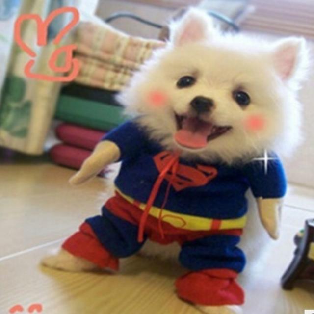 送料0円Ｍ【新品】犬　猫　とスーパーマン　服 メンズの水着/浴衣(帯)の商品写真