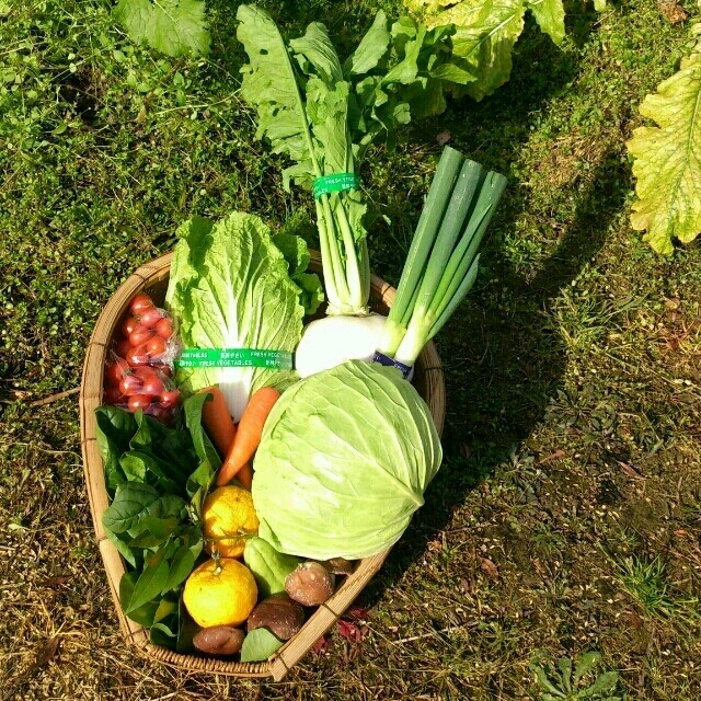 ☆わくわく80サイズ☆岡山産 新鮮野菜 食品/飲料/酒の食品(野菜)の商品写真