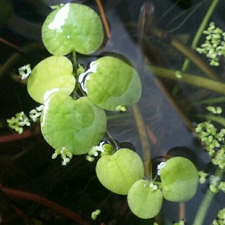 浮き草 20株(アクアリウム)