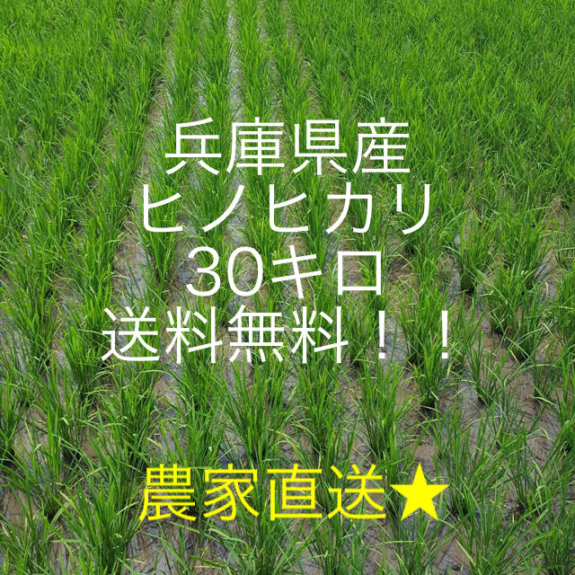 農家直送★ヒノヒカリ 兵庫県産 30キロ 送料無料★ 食品/飲料/酒の食品(米/穀物)の商品写真