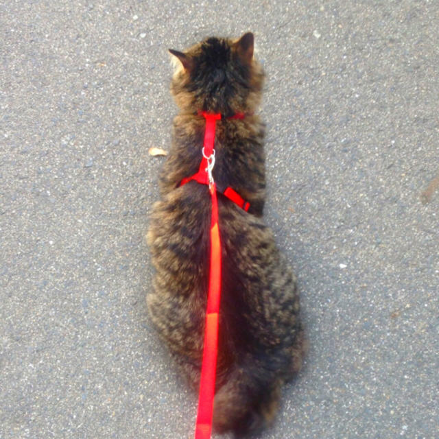 ネコ用　ハーネス　リードセット　赤 ペット用品　ねこ　猫　首輪　お散歩 その他のペット用品(猫)の商品写真